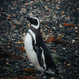 Combo: National Park and Penguins Island Navigation