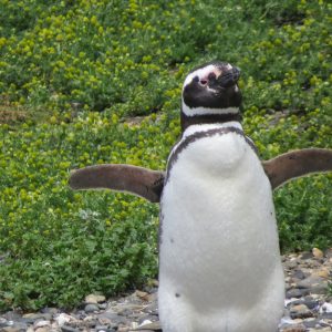 Navegación Isla de Lobos y Pingüinera - Canal Beagle (Travel Sale)