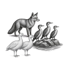 Fauna Local