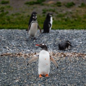 Combo Parque Nacional y Navegación Pingüinera (Travel Sale)